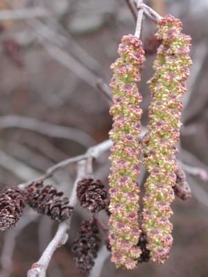 Alnus, standing in for Alnus aurea
