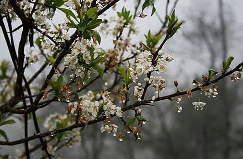 Prunus salicina