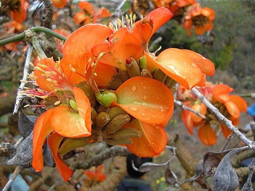 Erythrina