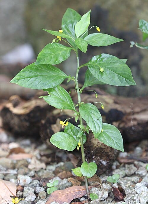 Lysimachia sikokiana