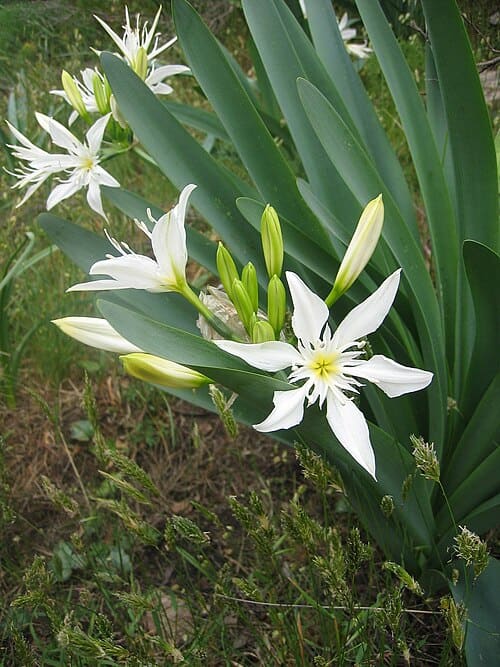 Pancratium, standing in for Pancratium biflorum