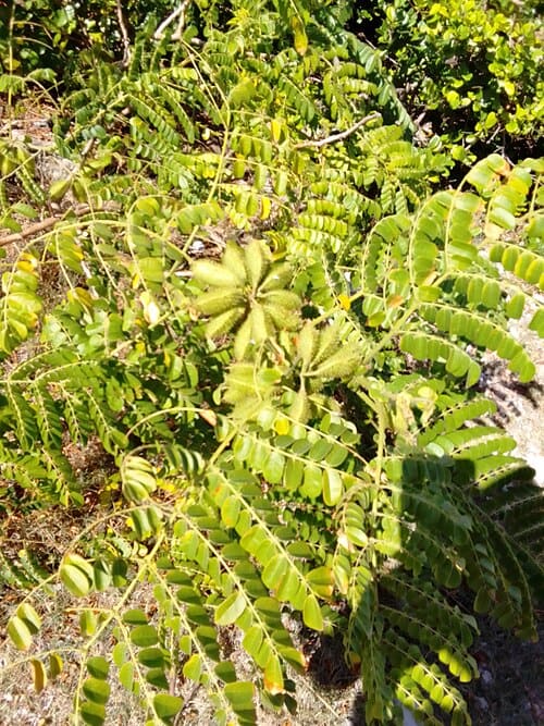 Caesalpinia bonduc