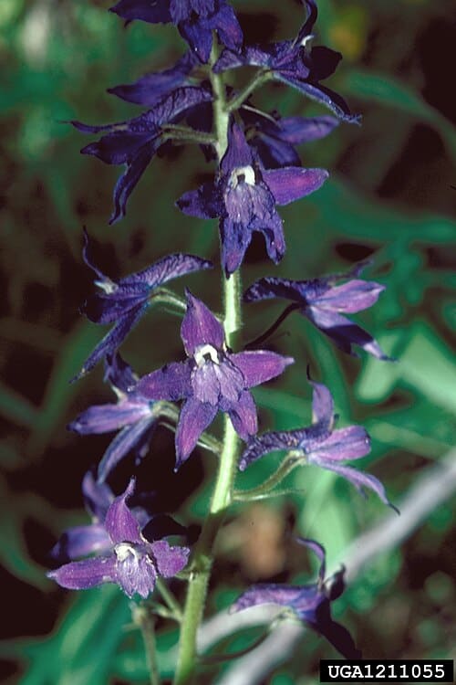 Delphinium barbeyi