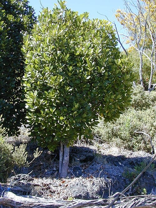 Myrsine