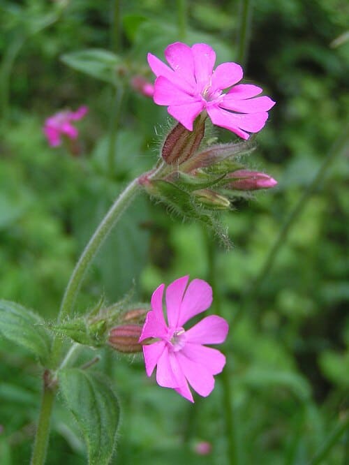 Caryophyllaceae, standing in for Brachystemma calycinum