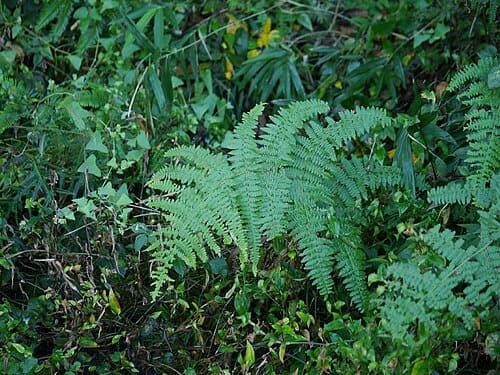 Hypolepis punctata