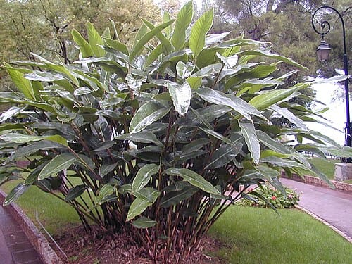 Alpinia zerumbet
