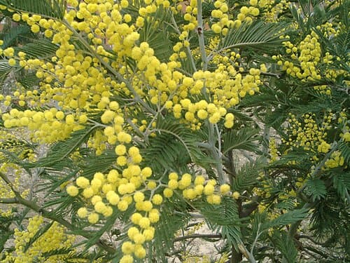 Acacia, standing in for Acacia grandis