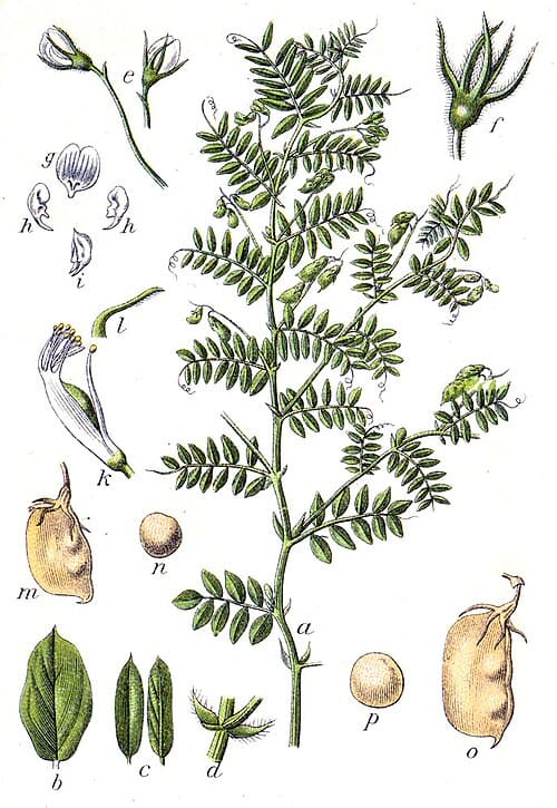 Lens culinaris