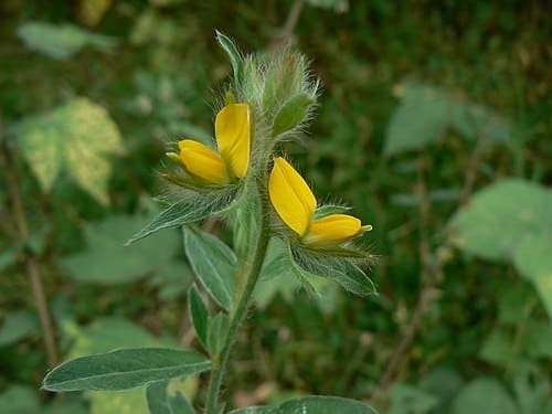 Crotalaria calycina