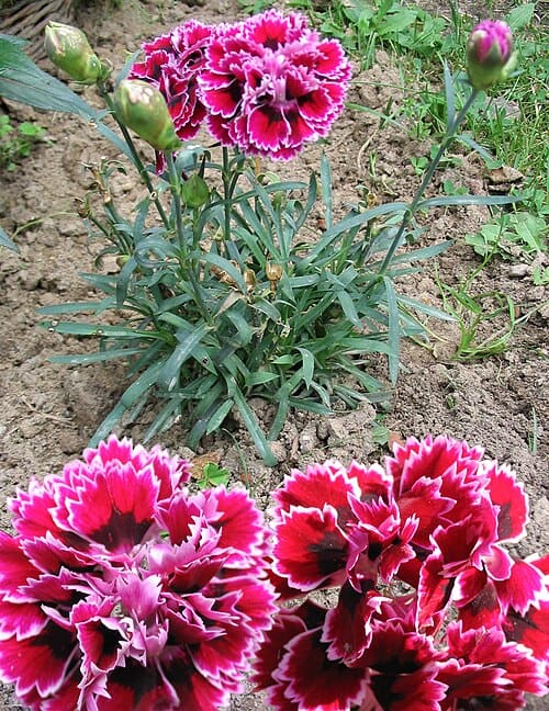 Dianthus, standing in for Dianthus discolor