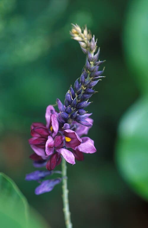 Pueraria, standing in for Pueraria edulis