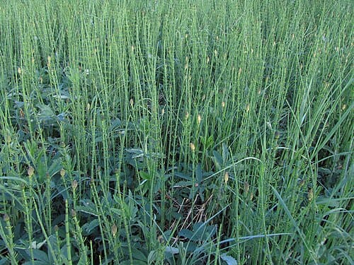 Equisetum, standing in for Equisetum forest
