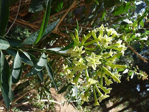 Cestrum parqui
