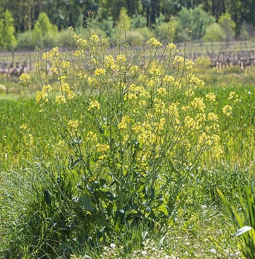 Brassica napus