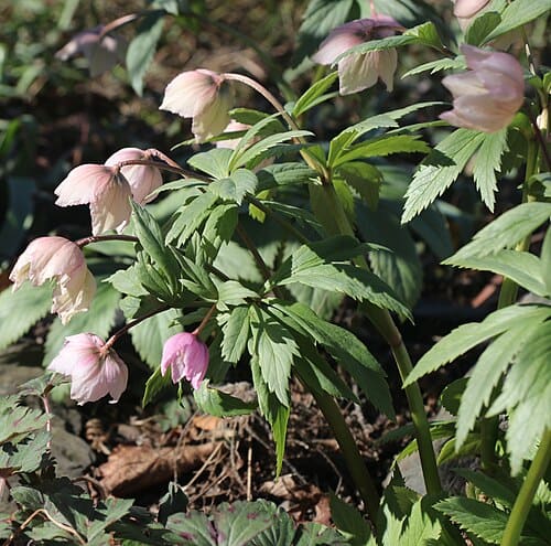 Helleborus thibetanus