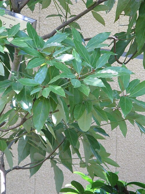 Neolitsea sericea