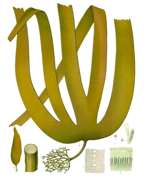 Laminaria, standing in for Laminaria japonica