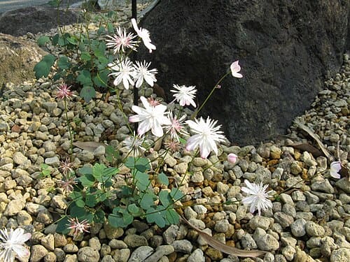 Thalictrum urbainii