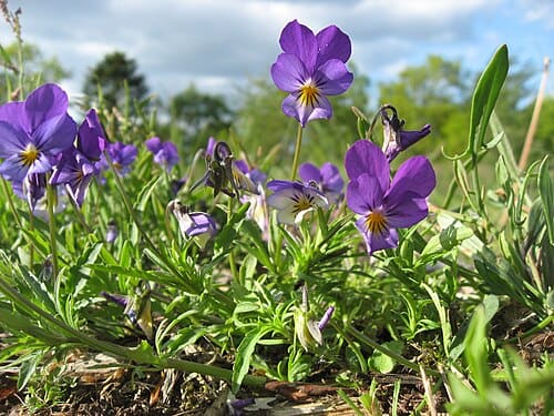 Viola tricolor