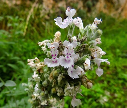 Nepeta cataria