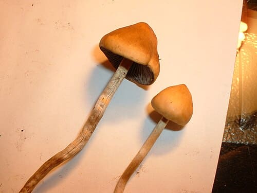 Psilocybe cubensis