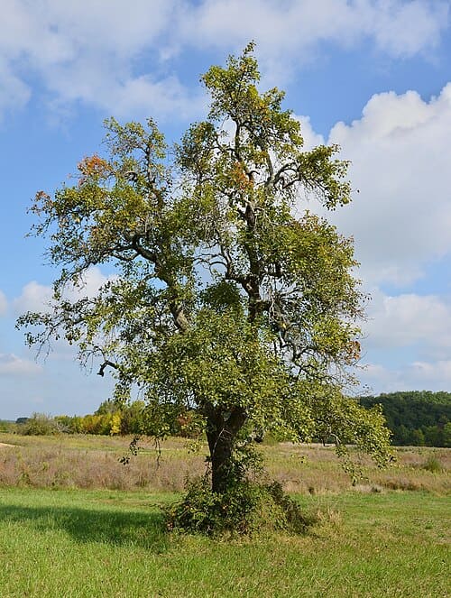 Pyrus, standing in for Pyrus sichuanensis