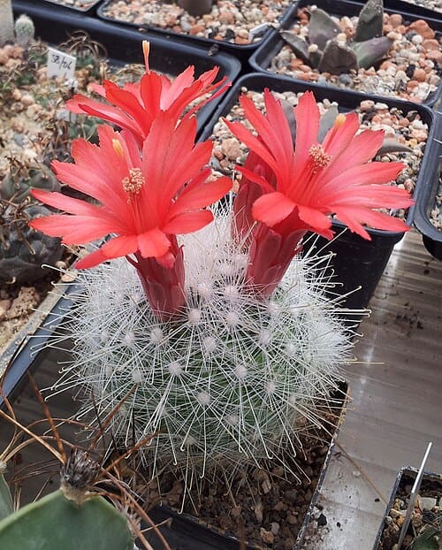 Cactus, standing in for Cactus kate