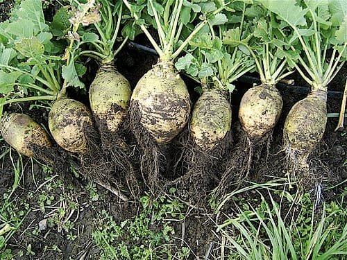 Brassica napus rapifera