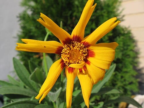 Coreopsis, standing in for Coreopsis micro-hairy