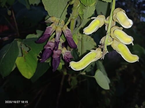 Mucuna pruriens, standing in for Mucuna pruriens var. utilis