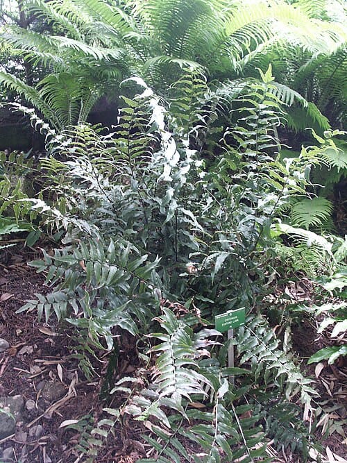 Cyrtomium fortunei