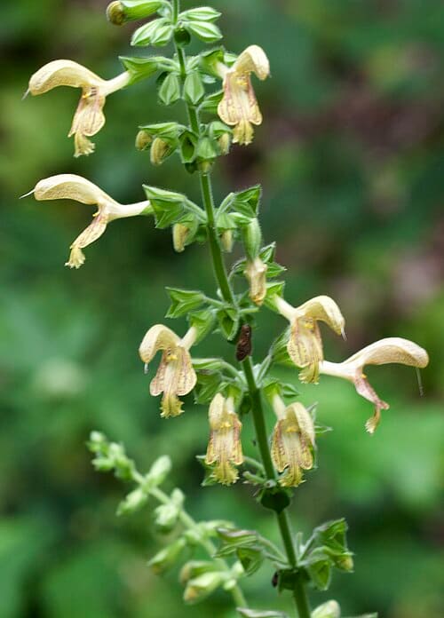 Salvia glutinosa