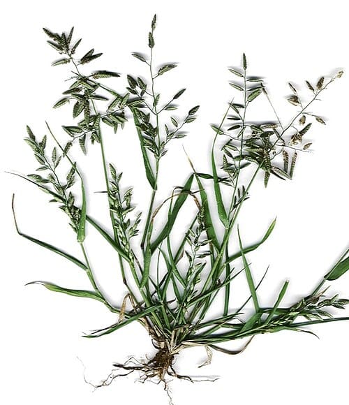 Eragrostis cilianensis
