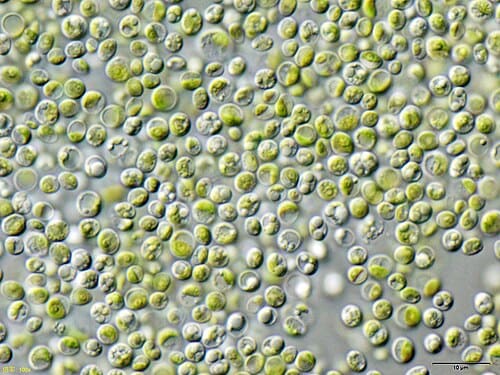 Chlorella vulgaris