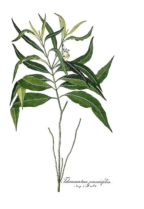 Tabernaemontana, standing in for Tabernaemontana coronaria