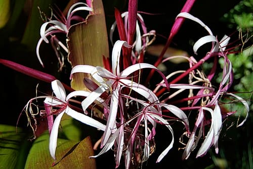 Crinum, standing in for Crinum japonicum