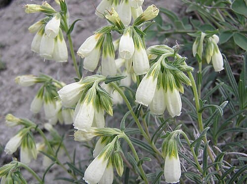 Onosma, standing in for Onosma hookeri