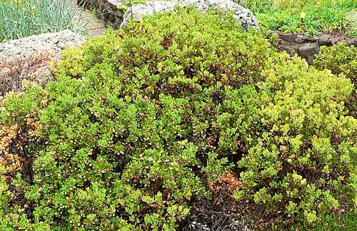 Arctostaphylos pumila