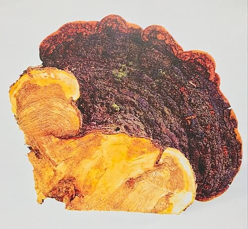 Phellinus linteus
