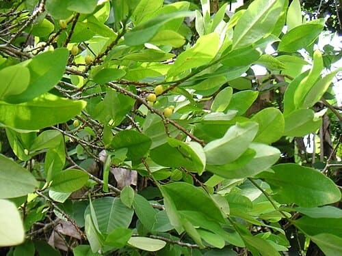 Erythroxylaceae