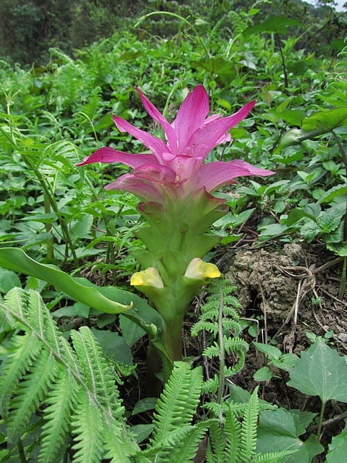 Curcuma aromatica