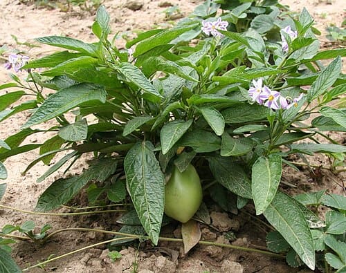 Solanum muricatum