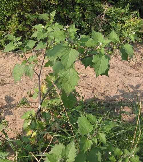 Solanum nigrum
