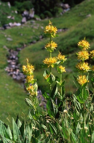 Gentiana lutea