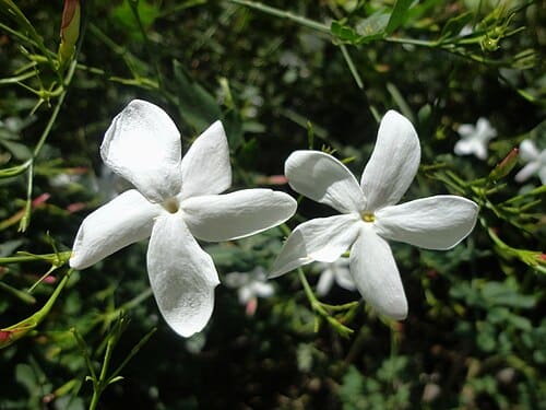 Jasminum grandiflorum
