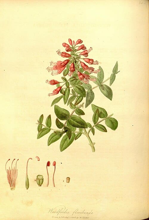 Woodfordia fruticosa