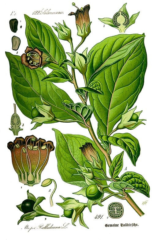 Atropa bella-donna