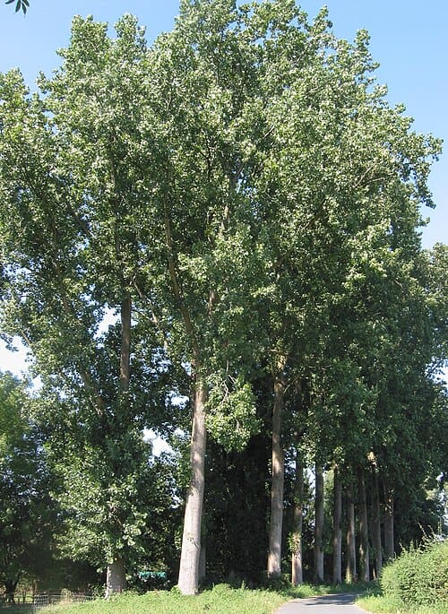 Populus × canadensis