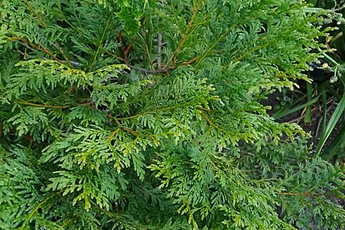 Calocedrus macrolepis, standing in for Calocedrus macrolepis var. formosana